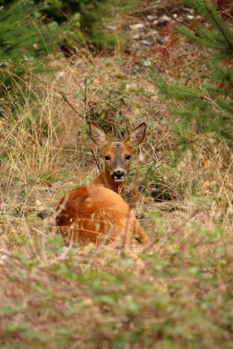 Nightjar Lodge - Adults Only Lackford Luaran gambar